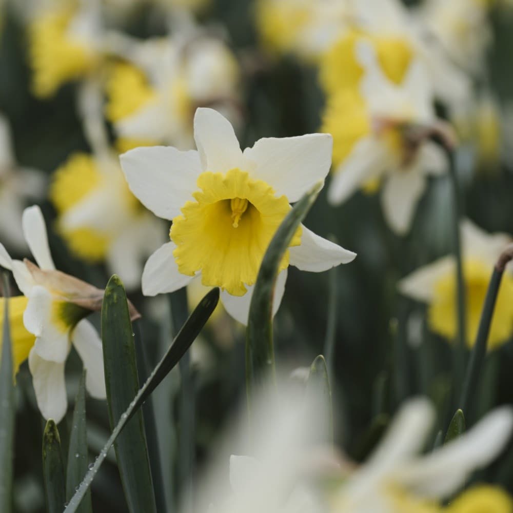 Daffodil bulbs