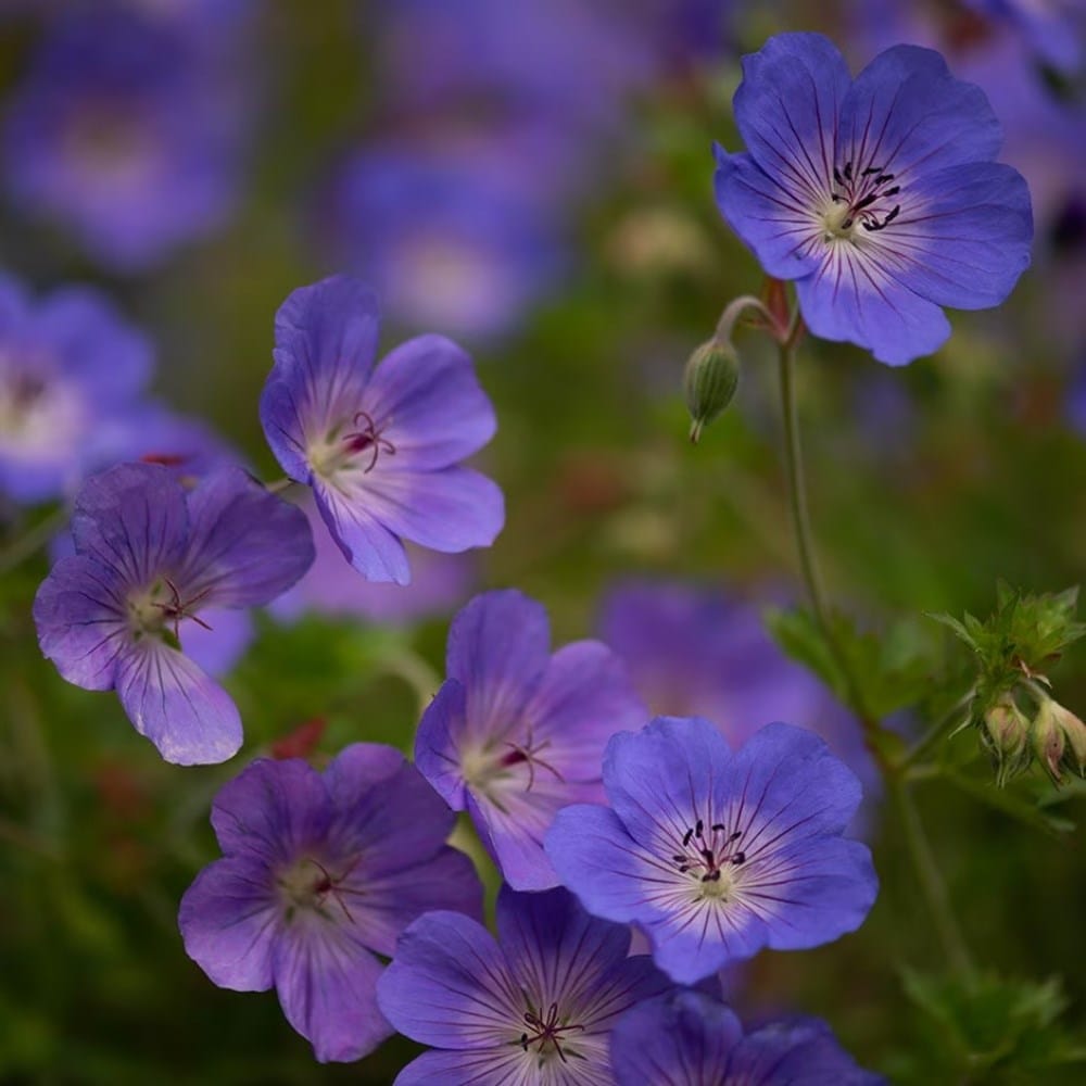 Flowering in October