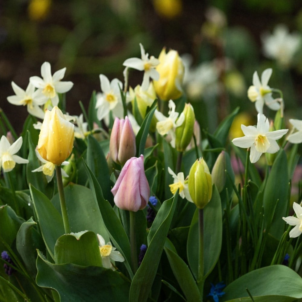 When to plant spring bulbs