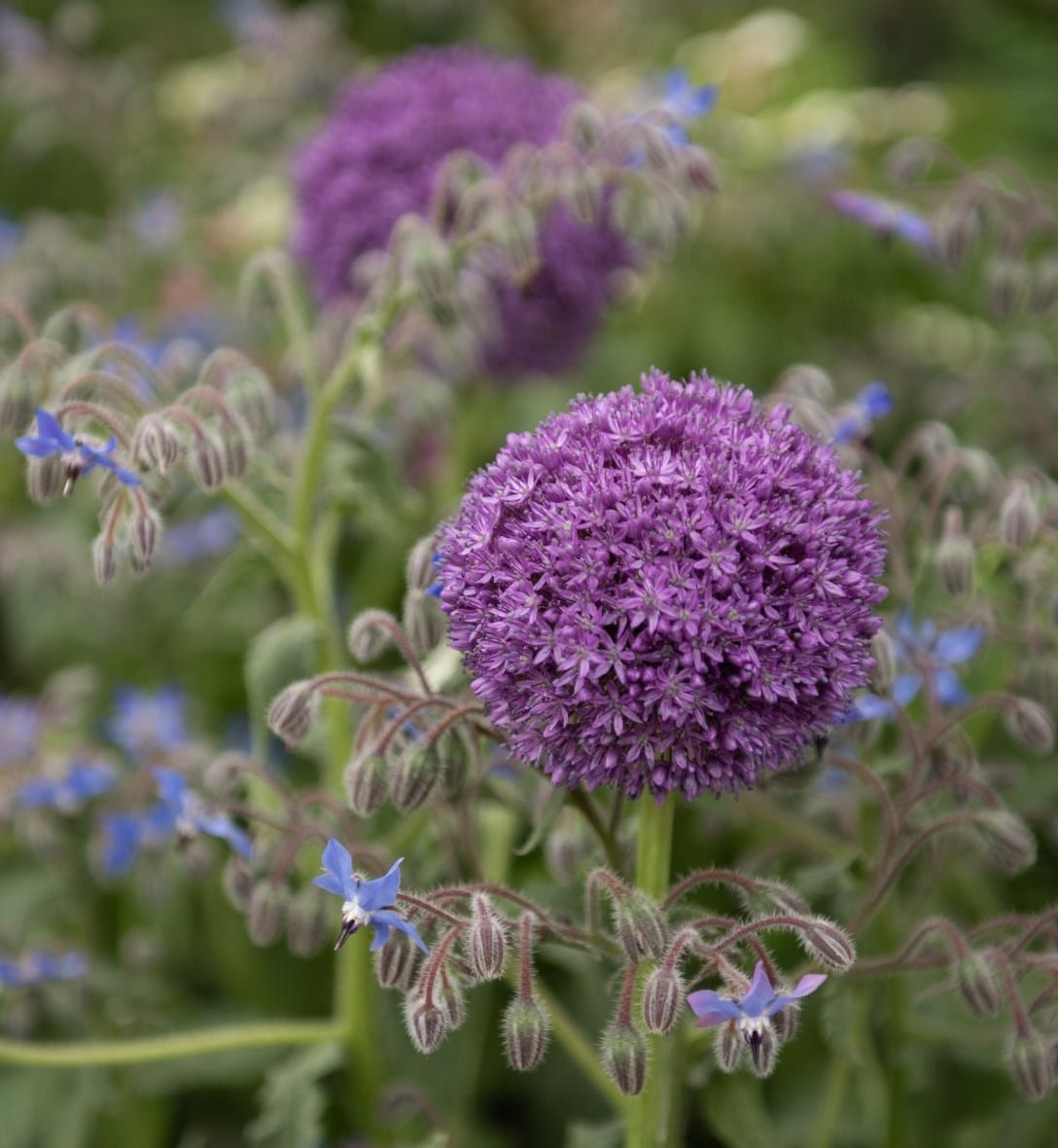 Alliums