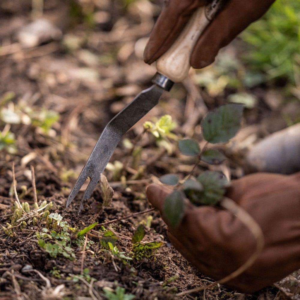 Tips for autumn planting